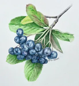 Chokeberry thumbnail