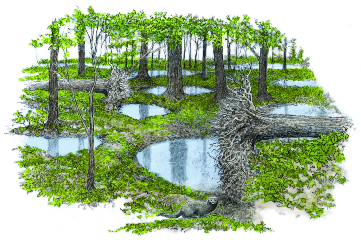 Forest floor