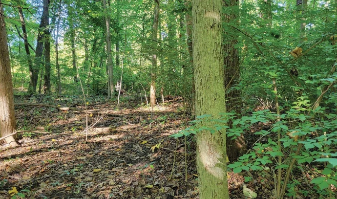 Forest invasives