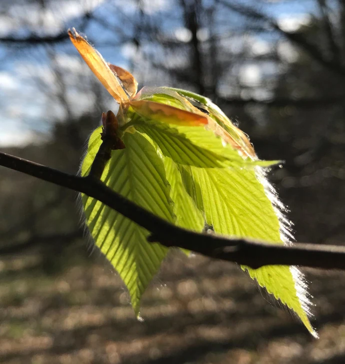 Forest leaf