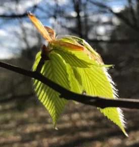 Forest leaf thumbnail