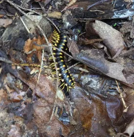 Millipede thumbnail