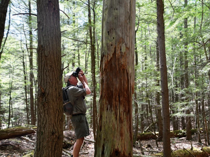 Old growth survey