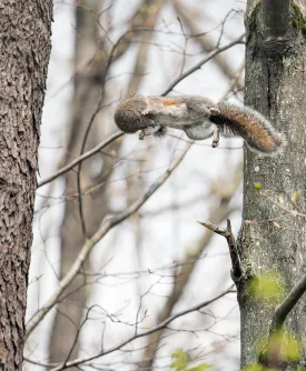 Gray squirrel thumbnail