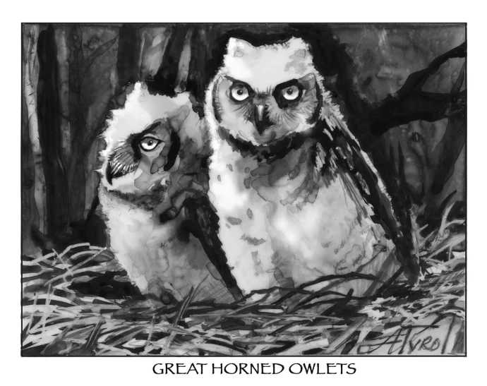 Great horned owlets