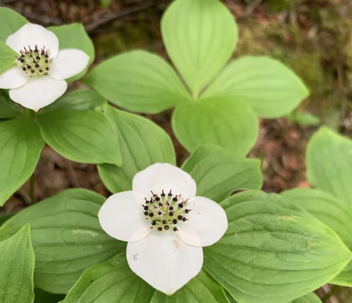 Bunchberry