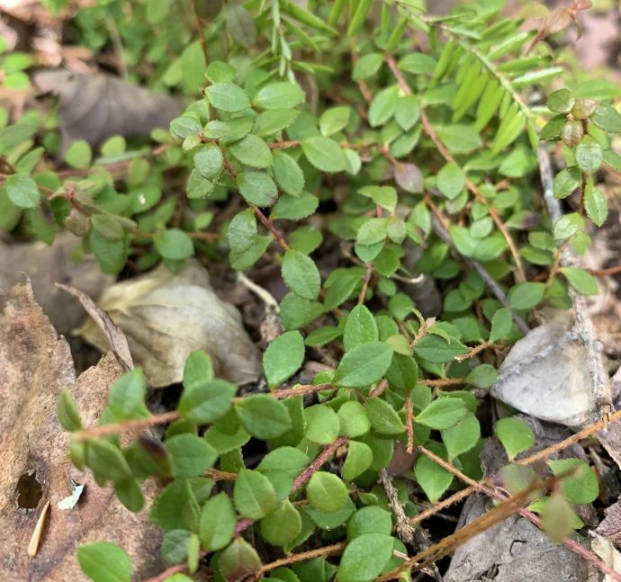 Creeping snowberry