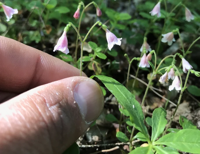 Paired twinflowers