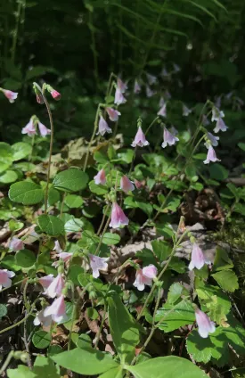 Twinflower patch thumbnail