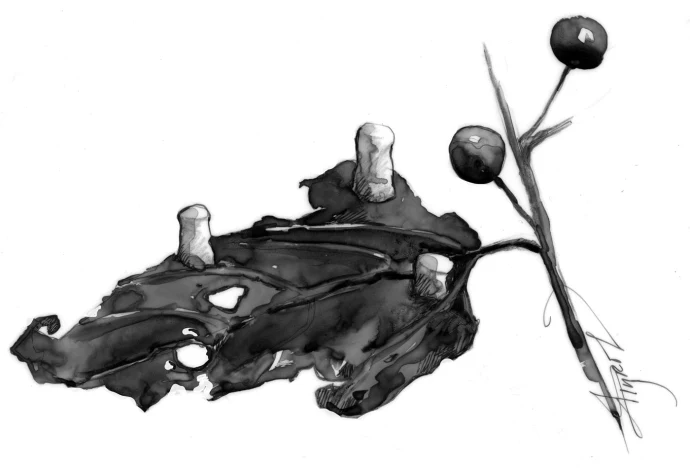 Hackberry galls