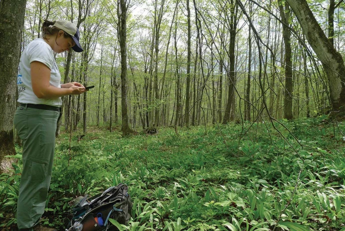 Hardwood forest