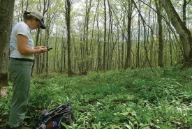 Hardwood forest thumbnail