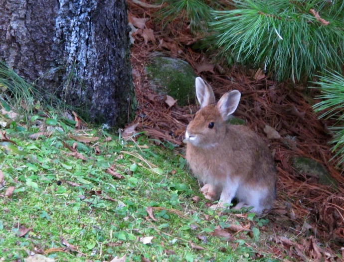Snowshoe hare