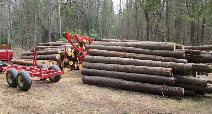 Timber harvest