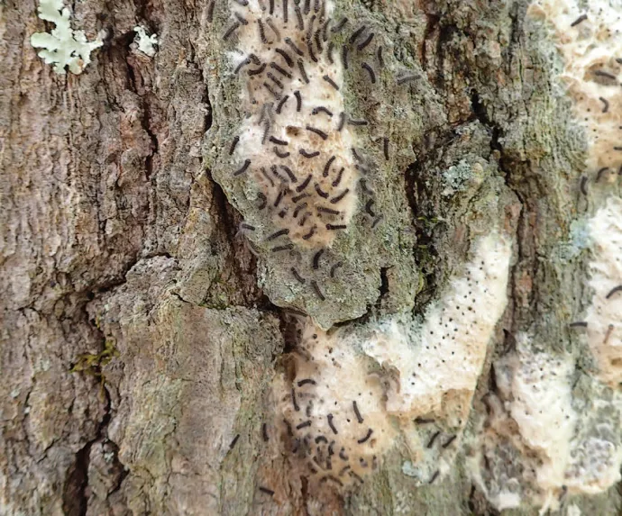 Spongy moths