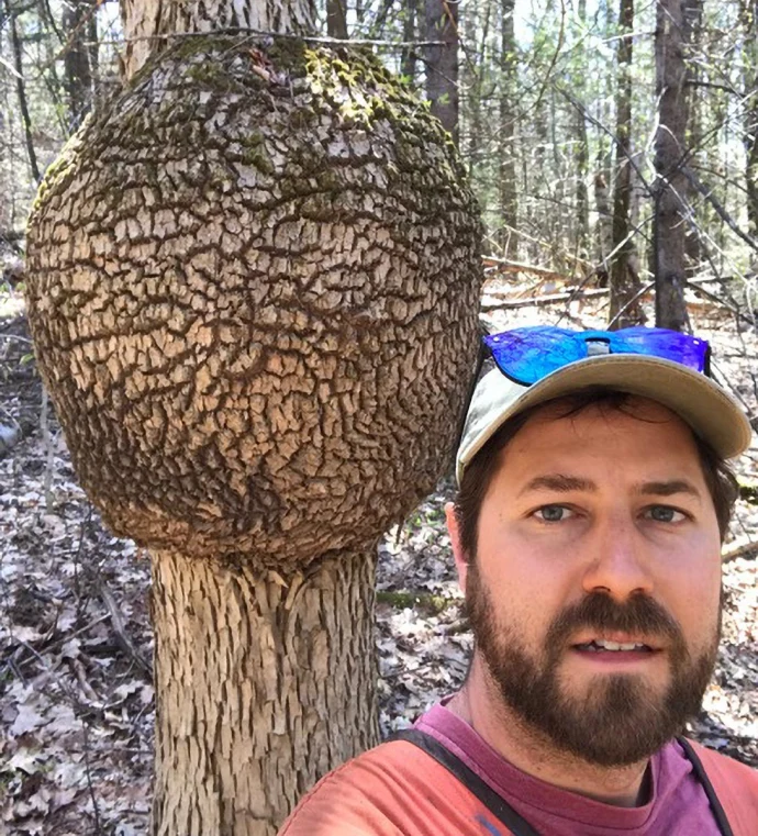 Hayden Lake burl