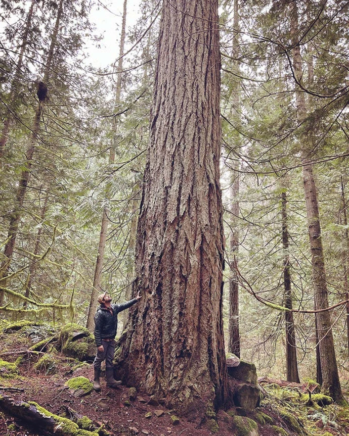 Hayden Lake Douglas Fir