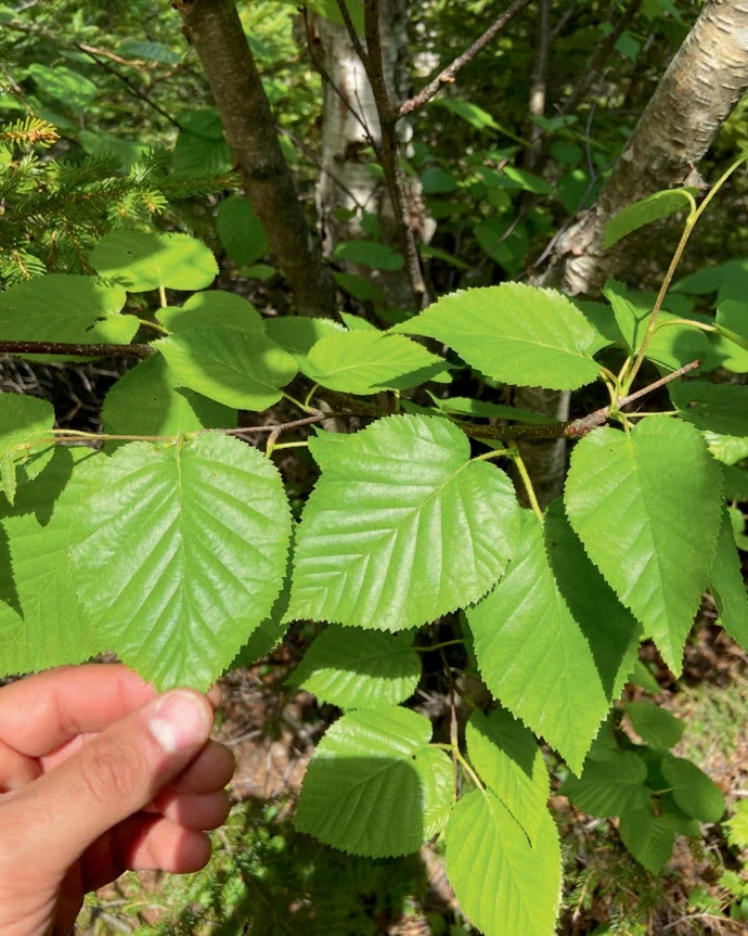 Birch leaves