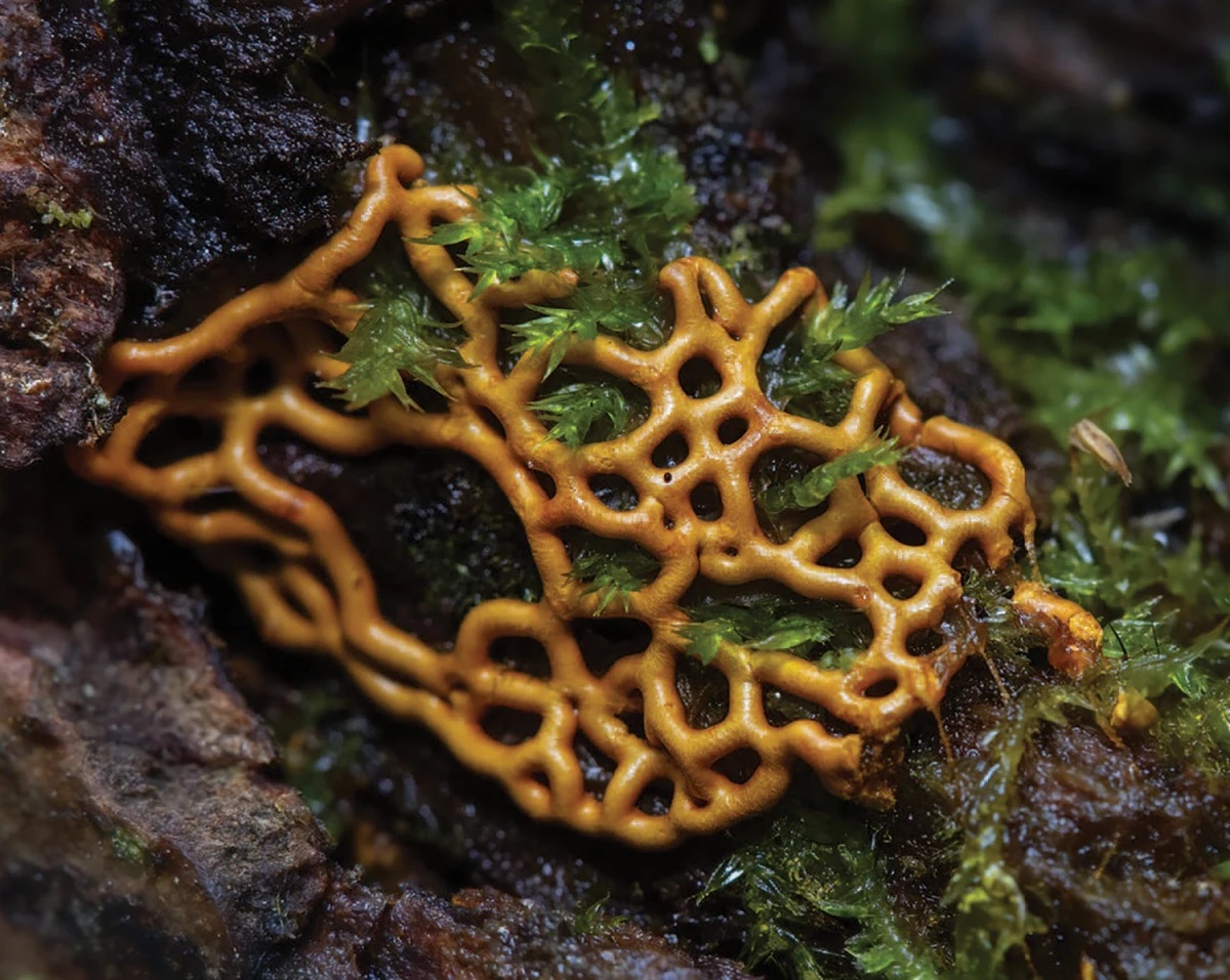 Pretzel slime mold
