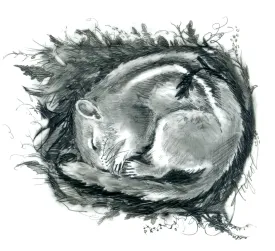 Chipmunk thumbnail