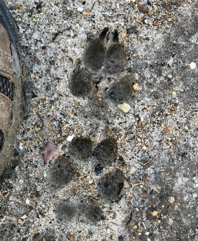 Hind foot print
