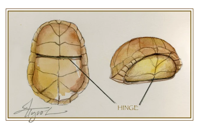 Turtle shells