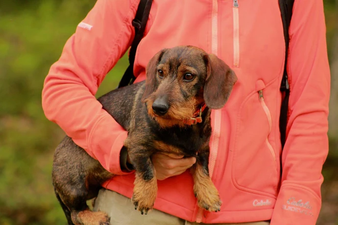 Aldo dog