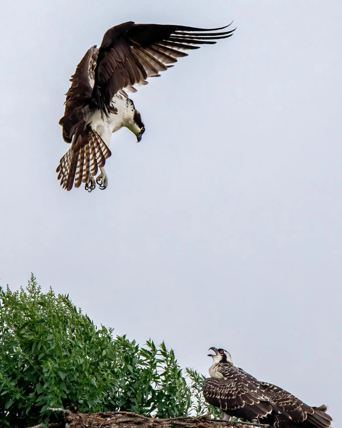 Osprey