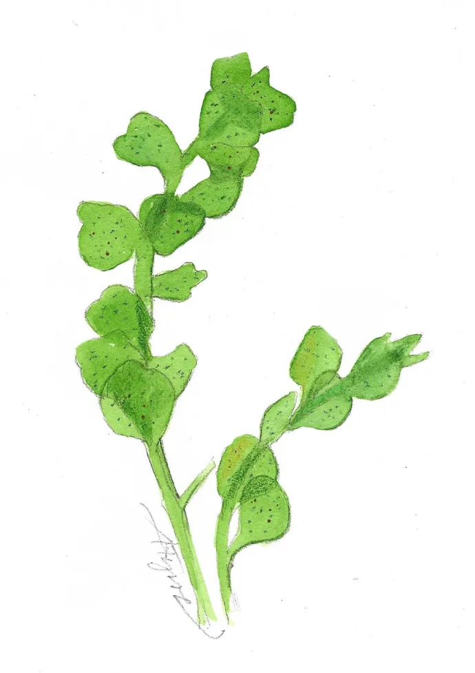 Hookers Flapwort