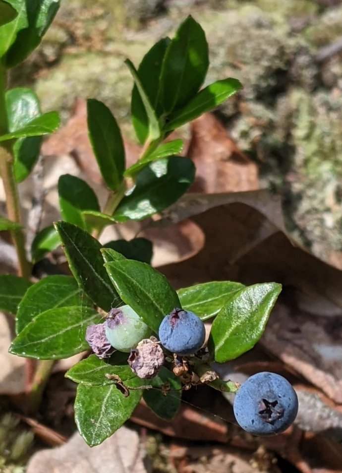 Huckleberry