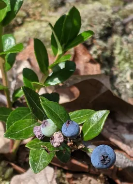 Huckleberry thumbnail