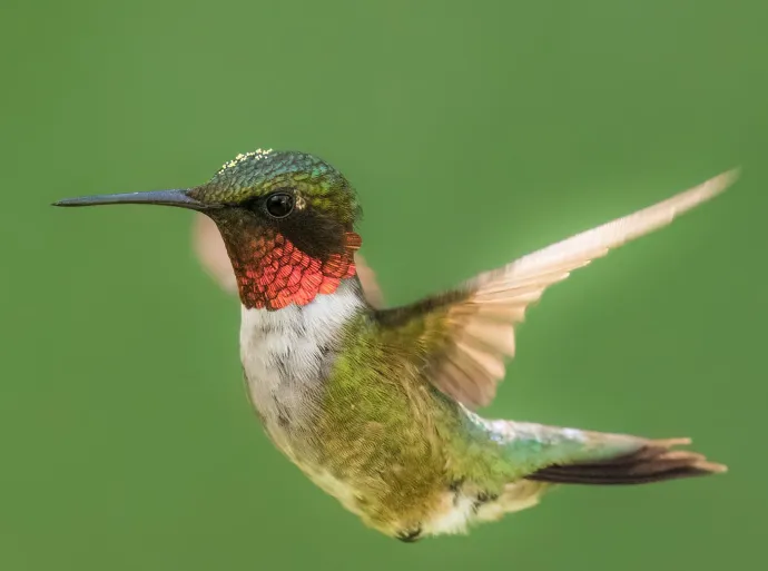 Pollen on head