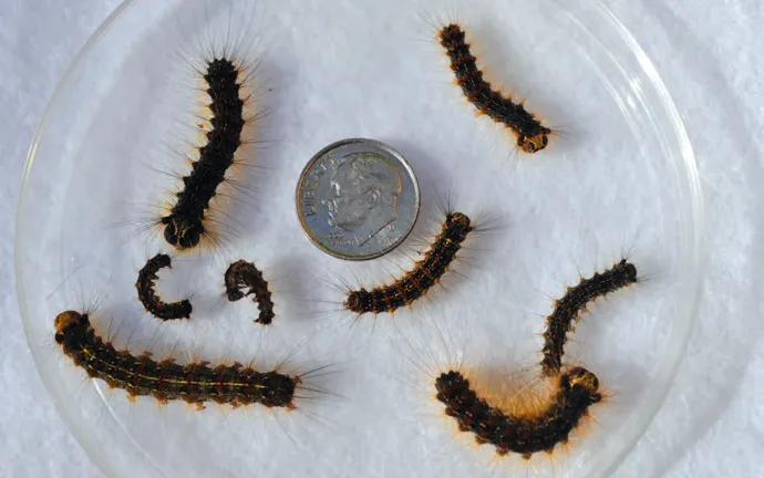 Instar spongy moth