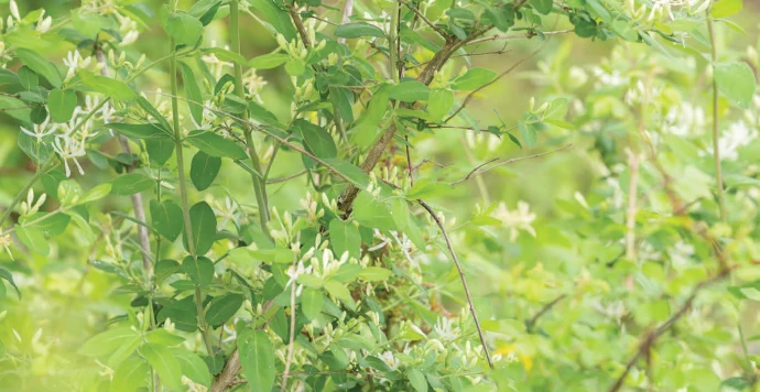 Invasive honeysuckles