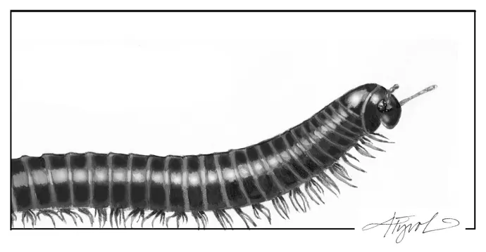 Invertebrate legs