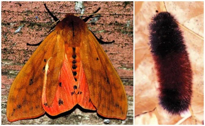 Isabella tiger moths