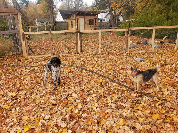 Good dogs