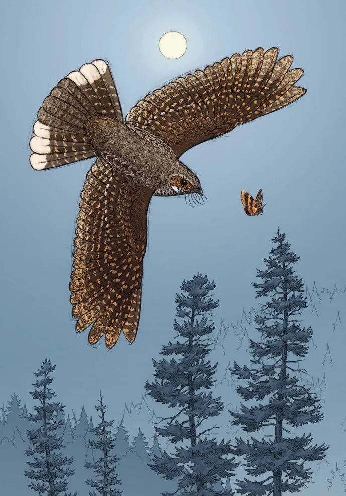bird illustration