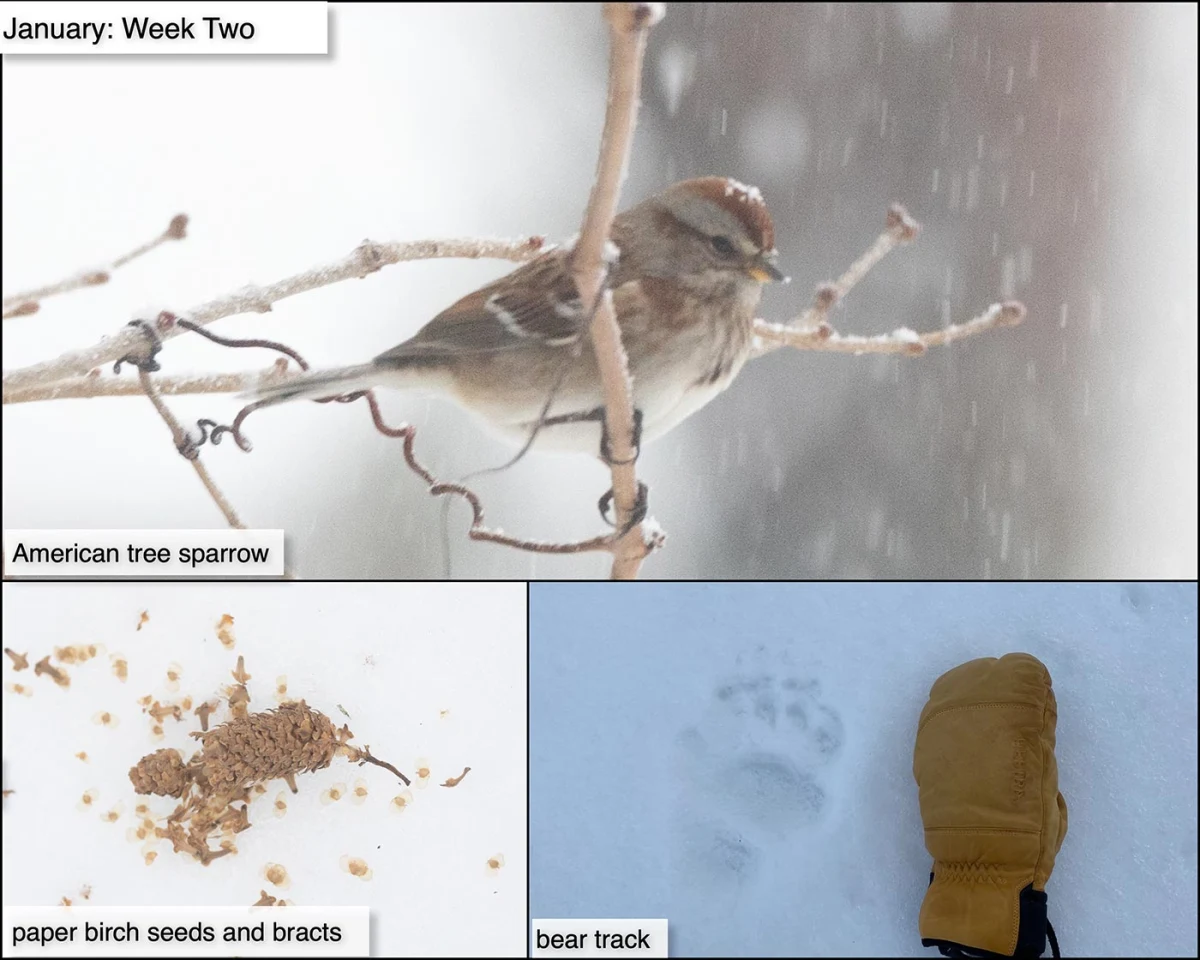 January Nature