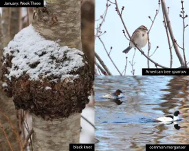 January nature thumbnail