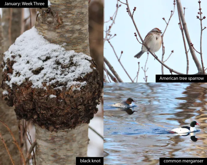 January nature
