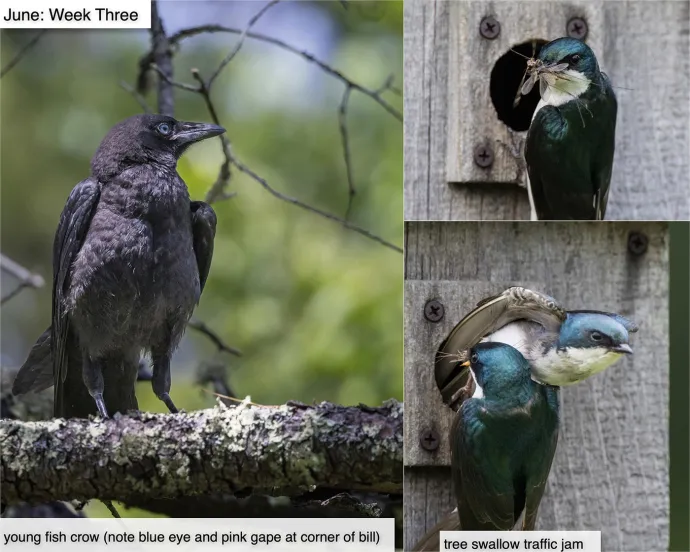 June nature