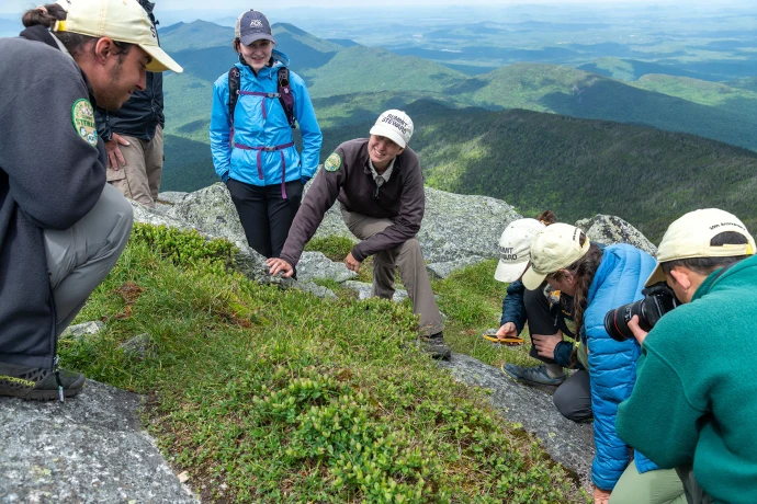 Alpine plants