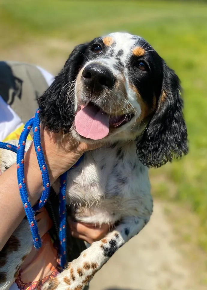 Good dog