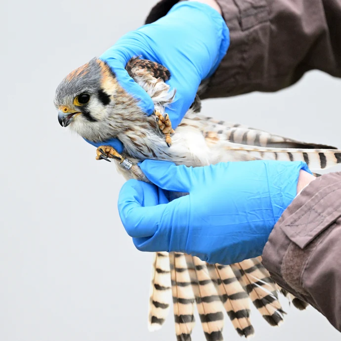 Kestrel banding