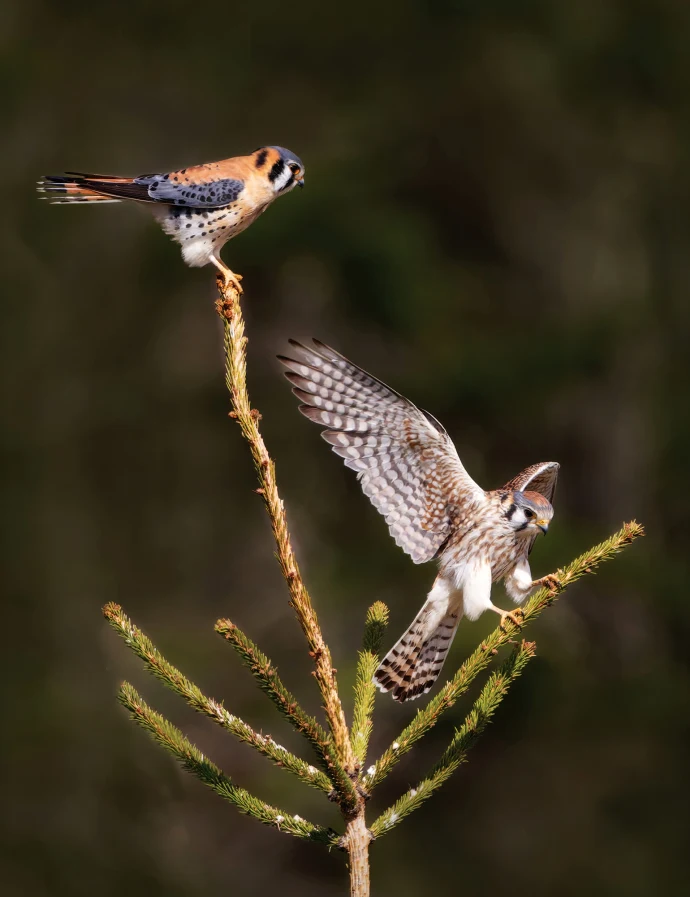 Kestrels