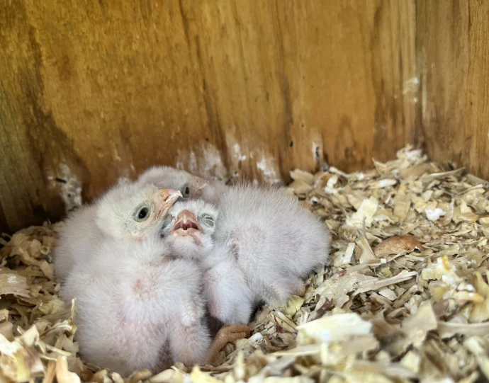Kestrel hatchlings