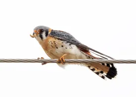 Kestrel thumbnail