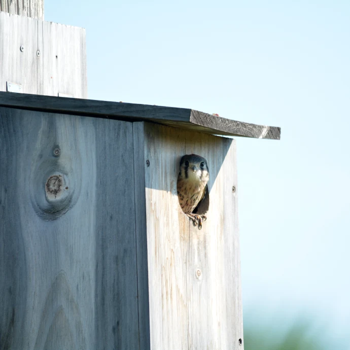 Kestrel lookout