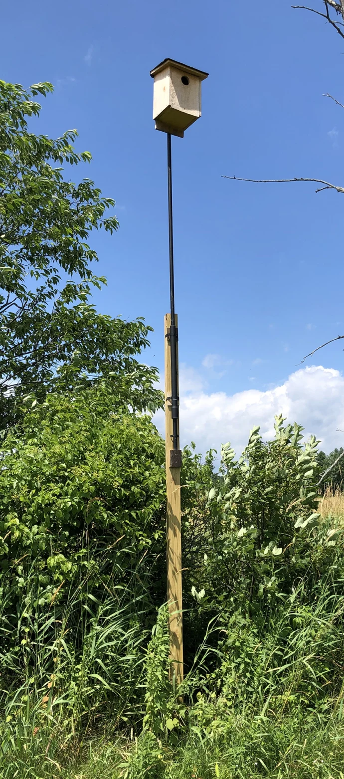 Kestrel box